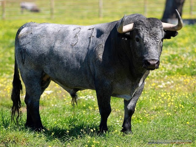 Cobradiezmos nº37 12/11 562kg de Victorino Martín. Le dernier toro grâcié à Séville le 13 avril 2016